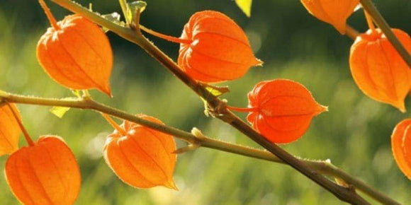 Your Guide to Ashwagandha: Frequently Asked Questions