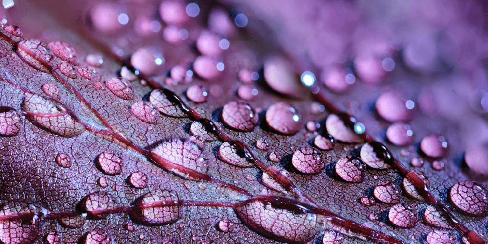 Know About Boosting Your Immune System